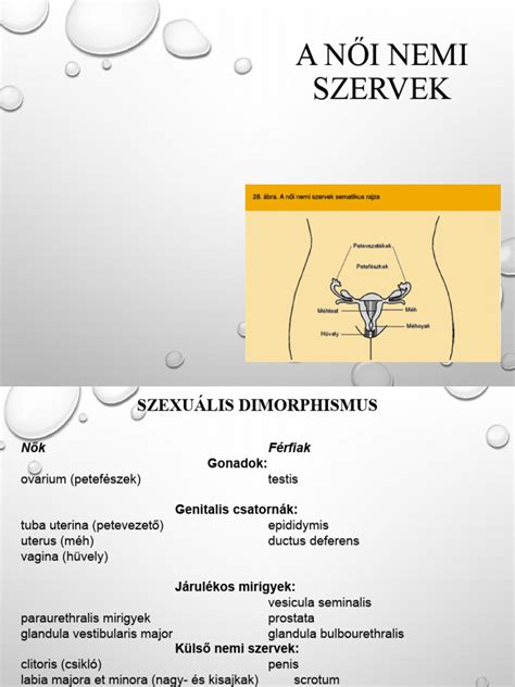 puncik|Női nemi szervek – Wikipédia